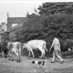 Cows coming home from milking in Standish. Supplied by Stan Aspinall