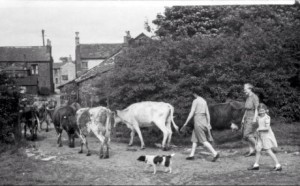 Cows coming home from milking in Standish. Supplied by Stan Aspinall